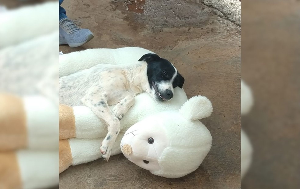 Dono de loja em Tabatinga presenteia doguinho com pelúcia — Foto: Mayky Araújo/TV TEM