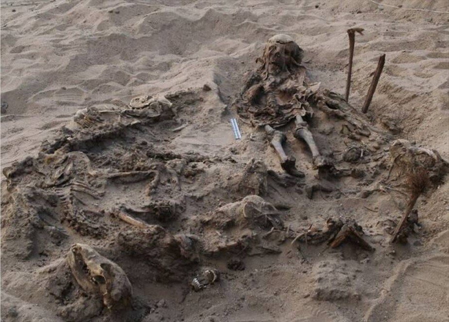 Restos mortais da criança ao lado de 142 cães descobertos no Egito