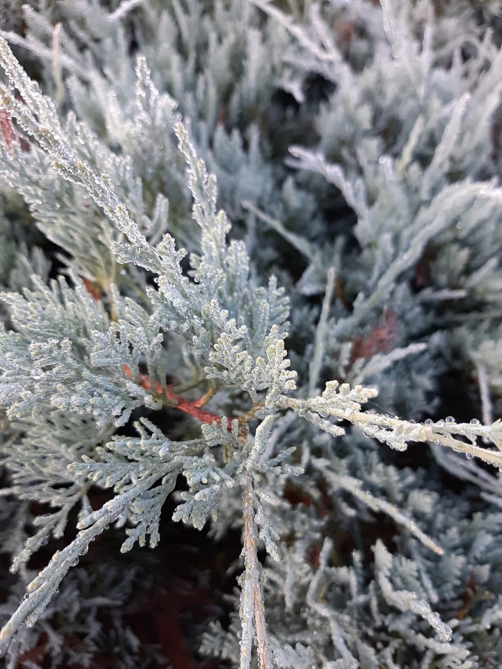 Serra de SC amanheceu com frio e geada fraca  — Foto: João Marcelo Macedo/Arquivo pessoal 