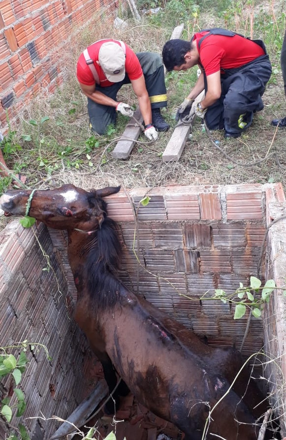 Corpo de Bombeiros foi acionada para o resgate de cavalo que caiu em fossa em Mossoró.  — Foto: Corpo de Bombeiros/Divulgação