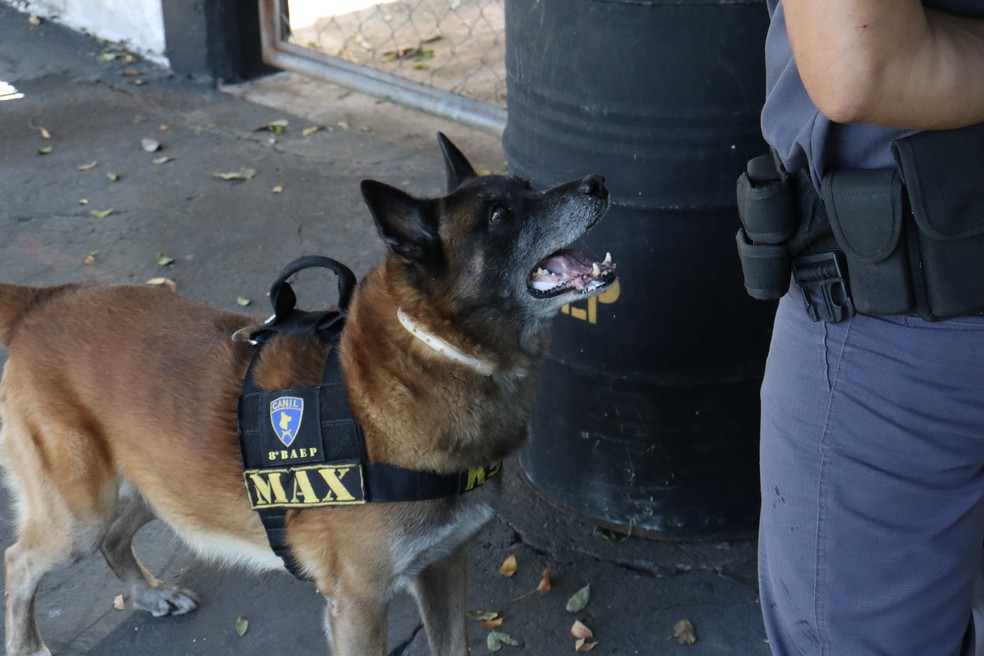 Cão de faro Max se aposenta com histórico de grandes apreensões — Foto: Stephanie Fonseca/g1