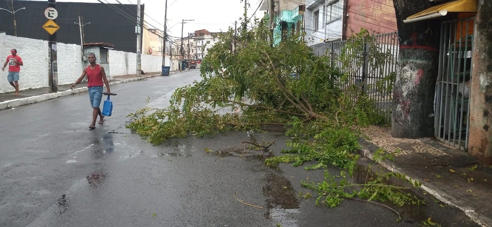 Galhos de árvore caíram em Campinas de Brotas na manhã desta terça-feira (24) — Foto: Cid Vaz/TV Bahia