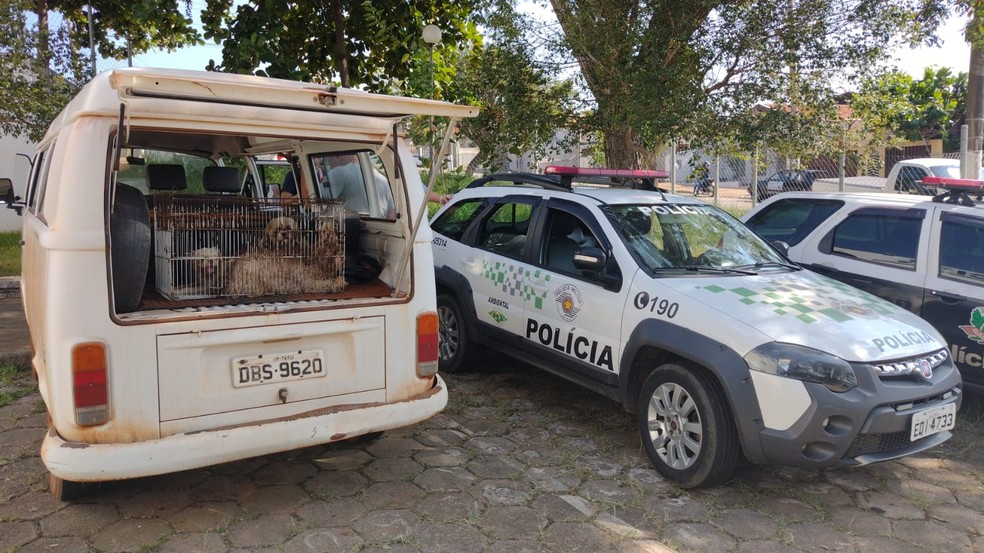 Canil clandestino e fechado em Tatuí  — Foto: Prefeitura de Tatuí/ Divulgação 