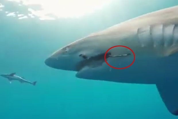 Tubarão estava com anzol encravado na boca (Foto: Reprodução/Facebook/Chris Cameron)