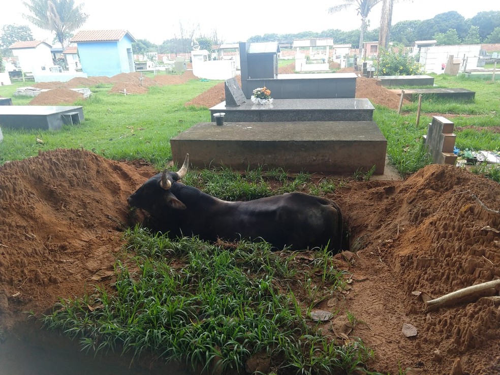 Animal foi resgatado pelo proprietário e por funcionários do cemitério em Juína (MT) — Foto: Reprodução
