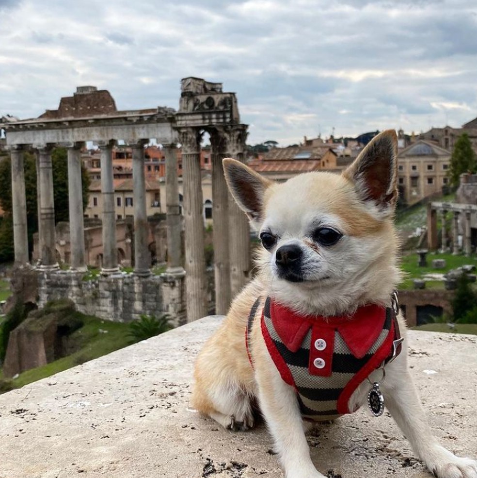 Miami, cão italiano viajante  — Foto: Reprodução/Instagram 