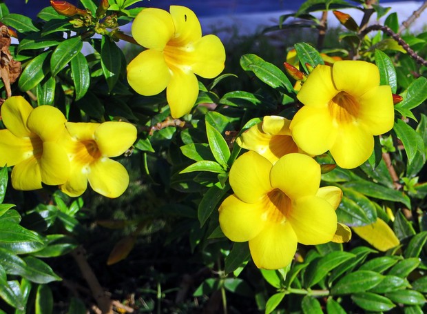 Apesar da beleza de suas flores e folhas, a Alamanda é considerada uma espécie tóxica  (Foto: Pixabay /  DEZALB / CreativeCommons)