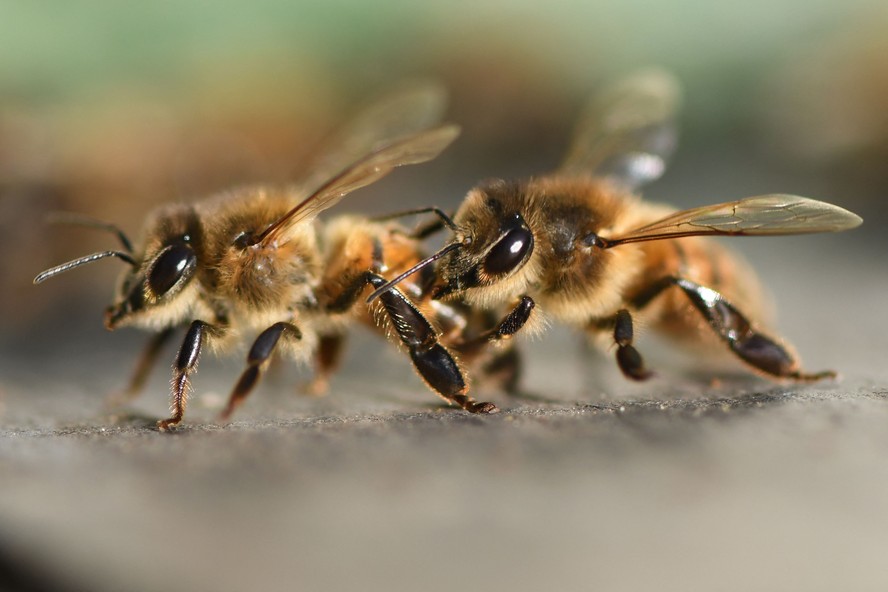 EUA aprovaram vacina inédita para abelhas