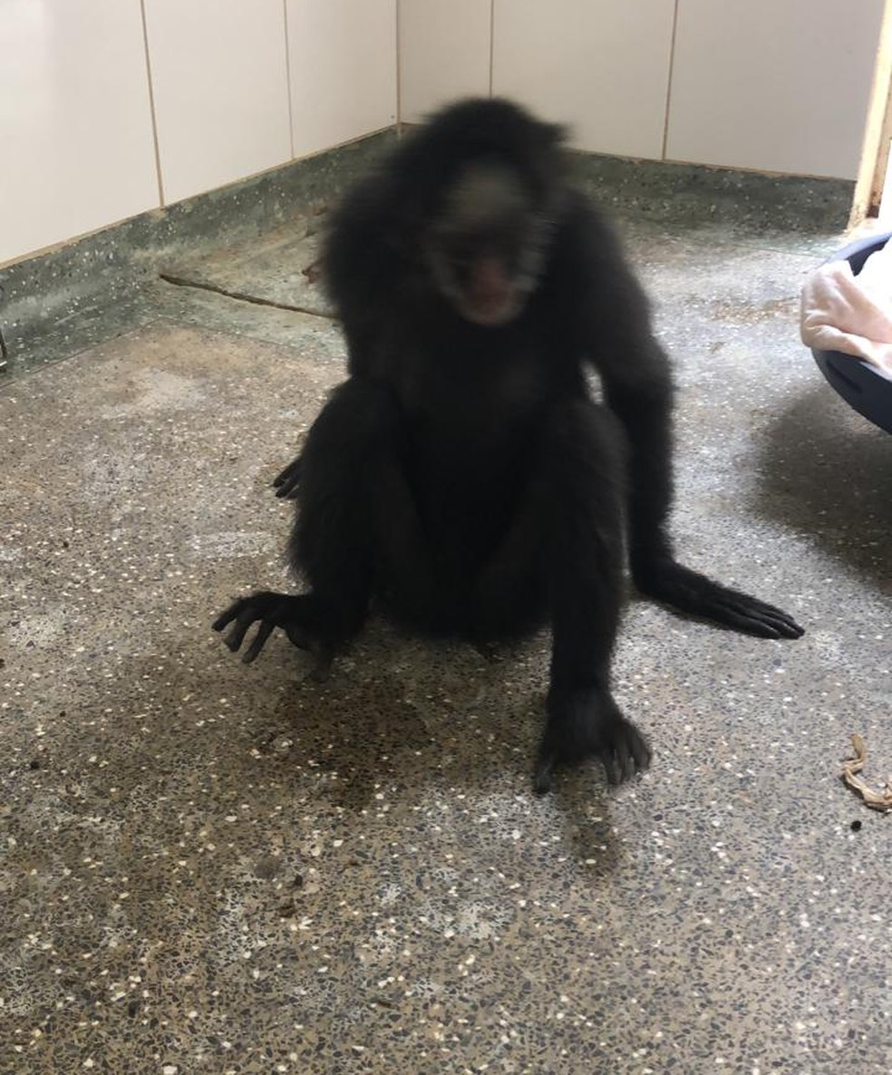 Macaco-aranha se arrastava pelo chão antes da reabilitação — Foto: Divulgação