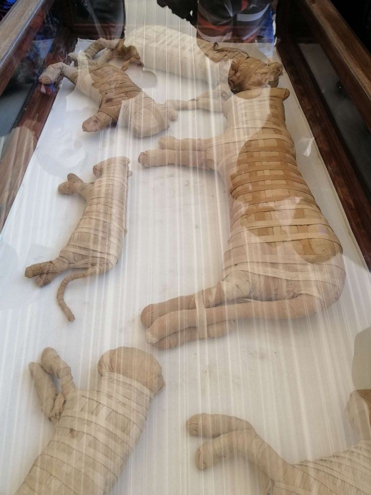 Múmias descobertas no Egito (Foto: Ministério de Antiguidades/Reprodução)