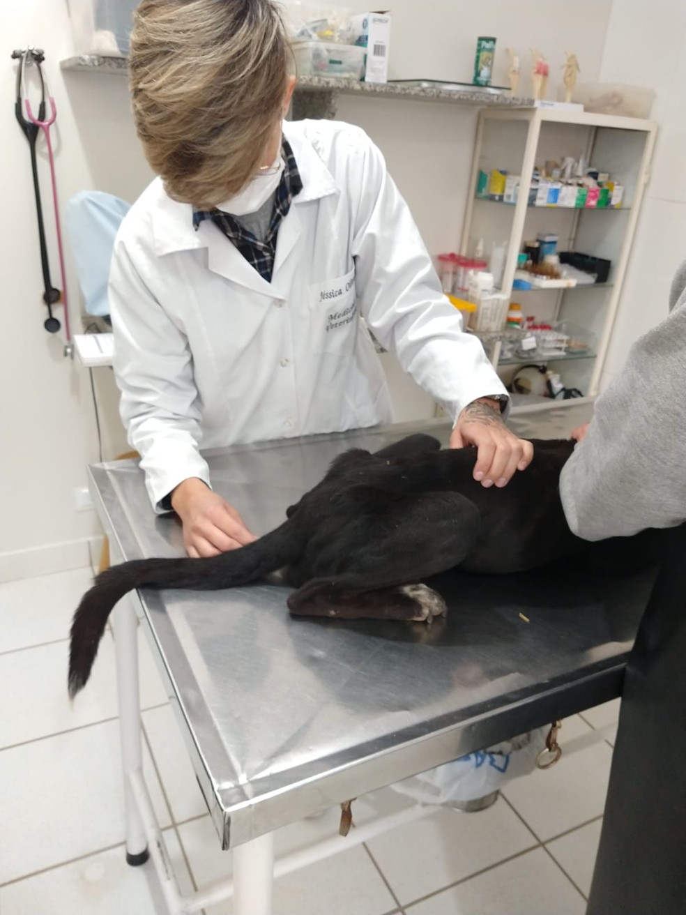 Cachorro encontrado em situação de maus-tratos foi encaminhado para clínica veterinária  — Foto: Polícia Ambiental