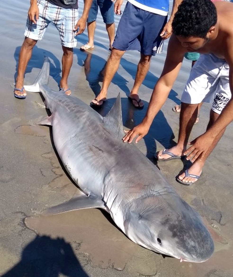 Segundo os pescadores que pegaram o tubarão, ele foi tirado da água já sem vida (Foto: Daniel Bezerra)