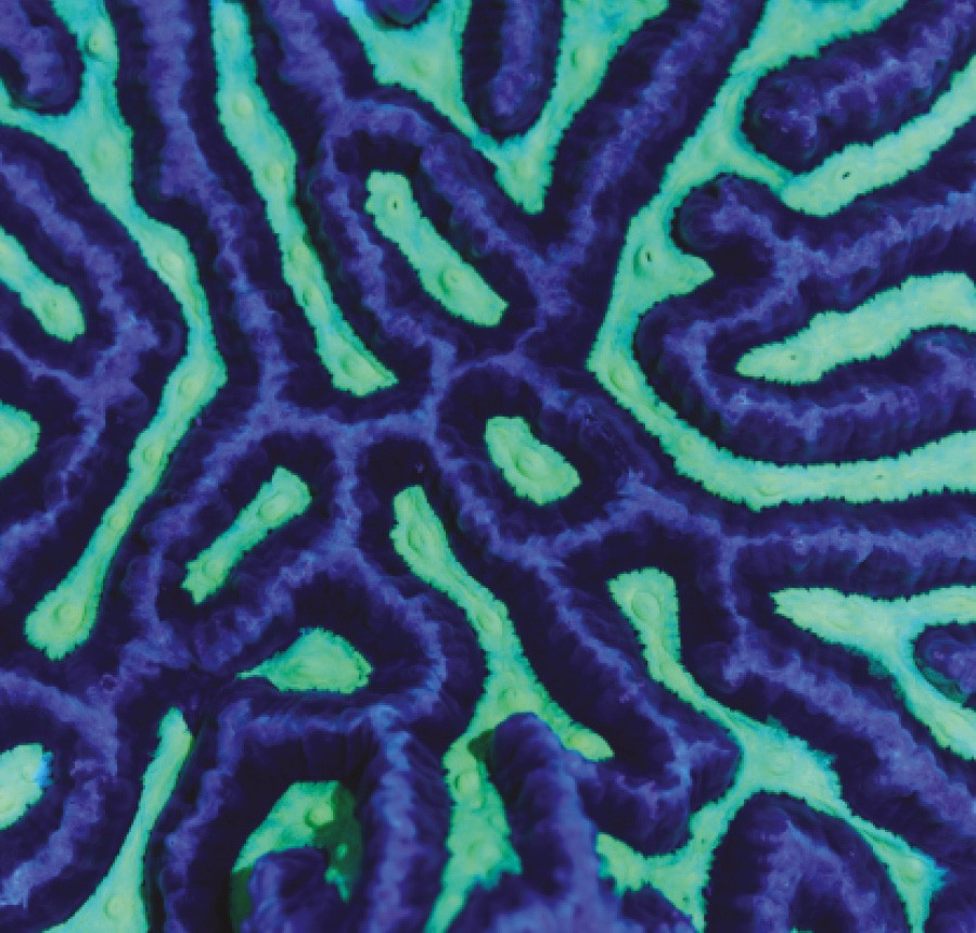 5. Platygyra sp. Pertence a um gênero de  corais natural do Mar Vermelho. Ele tem o papel de fornecer habitat para muitos organismos dos recifes, como os bivalves e a chamada poliqueta--árvore-de-natal (Foto: Coral Morphologic)