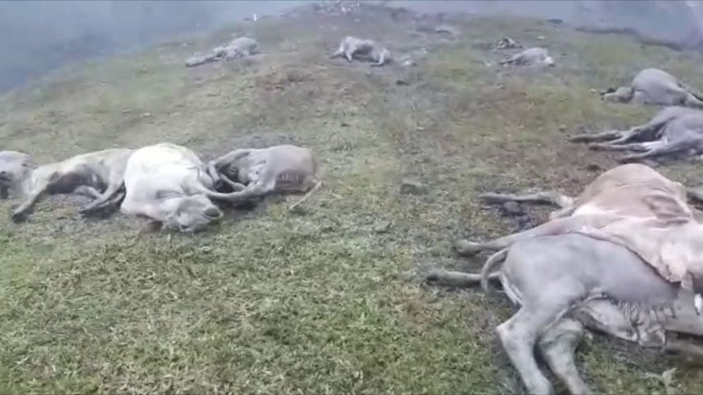 Bois morrem ao cair de barranco no Sul do estado (Foto: VC no ESTV)