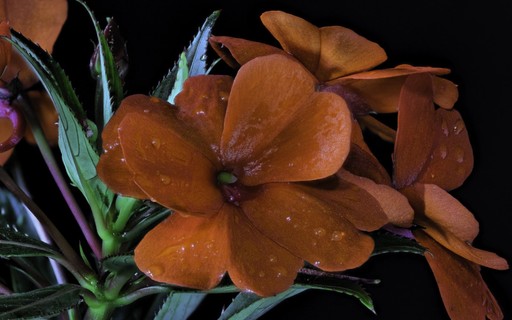 Beijo-turco: tudo sobre a planta conhecida como maria-sem-vergonha - Casa e  Jardim | Flores