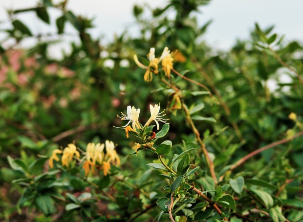 As folhas e flores da madressilva tem grande importância na medicina chinesa tradicional (Foto: Creative Commons)