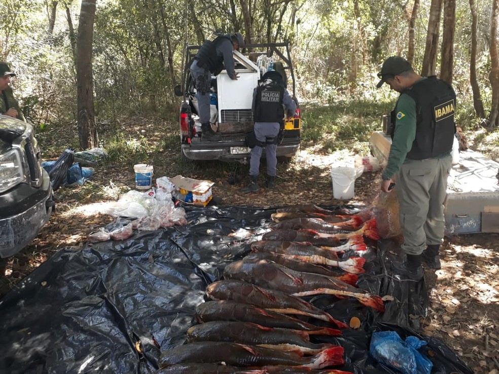 ApreensÃµes foram feitas entre os dias 24 e 30 de maio â Foto: Ibama/DivulgaÃ§Ã£o