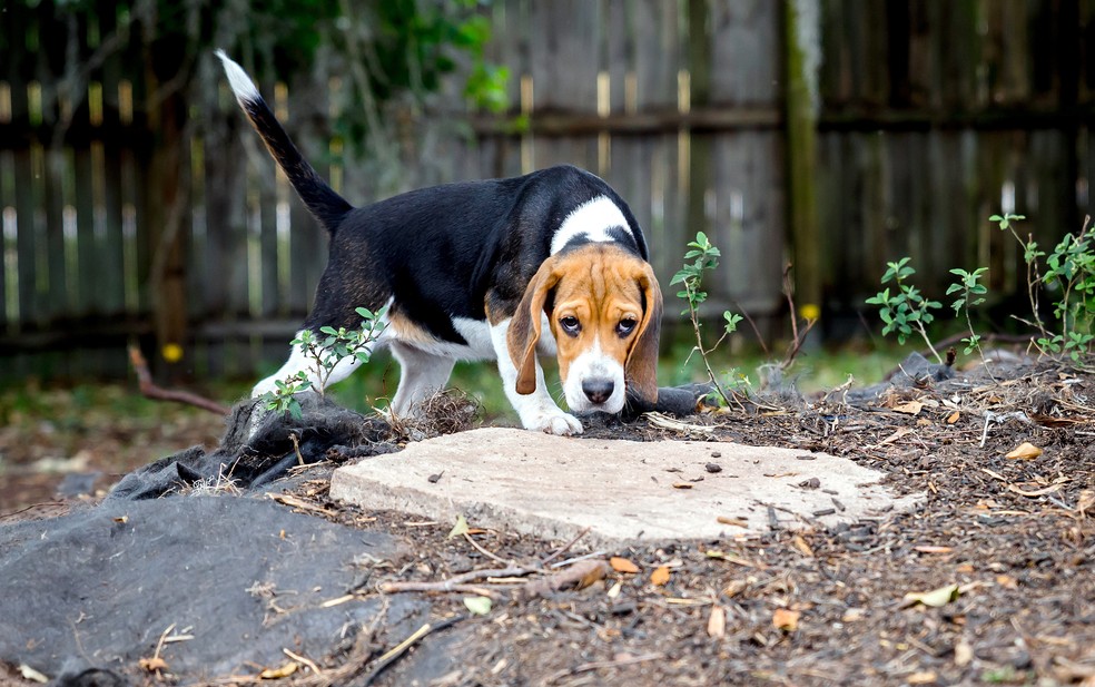 Cão da raça beagle usado na pesquisa de identificação do câncer nos Estados Unidos — Foto: BioScentDX/Divulgação