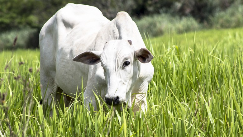 Hoje é dia do Pantanal - Revista Globo Rural