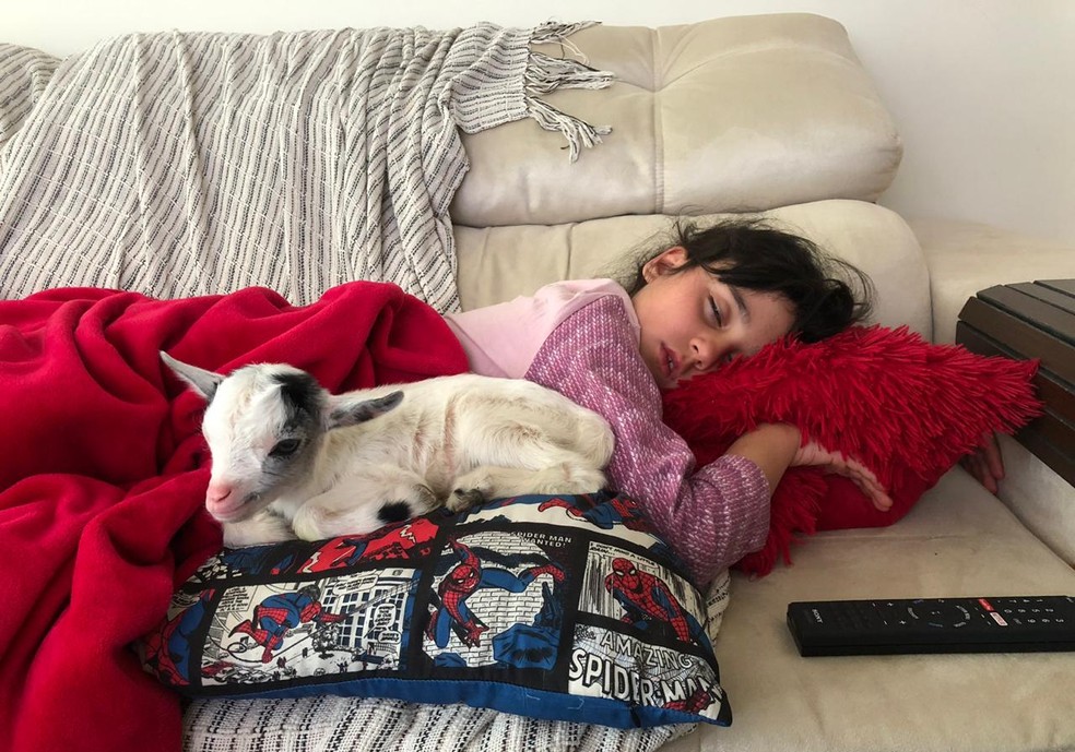 J�lia e Bebel n�o se desgrudam e menina chega a levar cabrita para dormir com ela � Foto: Arquivo Pessoal