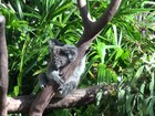Turistas abraçam coalas para tirar fotos em parques na Austrália