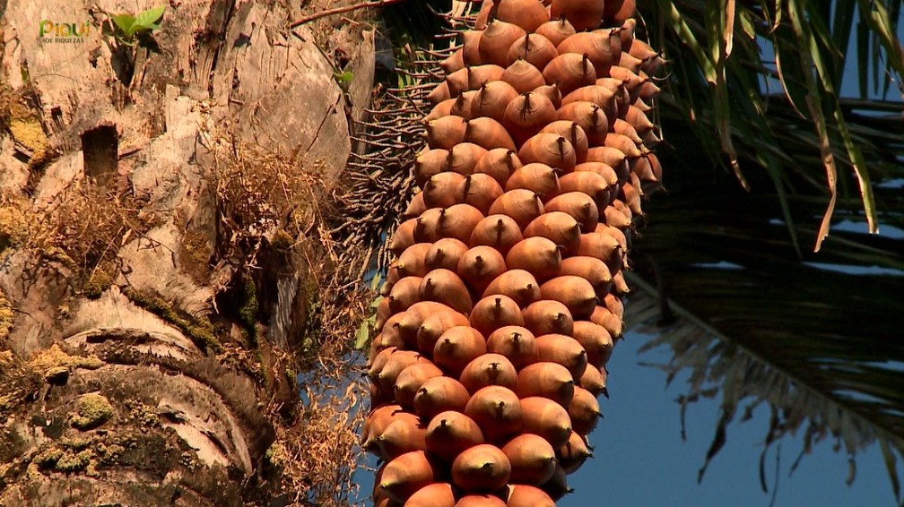 Coco babaçu é sinônimo de renda, cultura e resistência no interior do Piauí — Foto: TV Clube