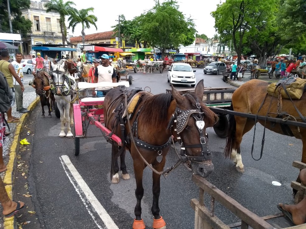 Carroceiros se reuniram no Centro do recife para fazer protesto contra lei que proíbe circulação de veículos com tração animal — Foto: Mhateus Sampaio/TV Globo
