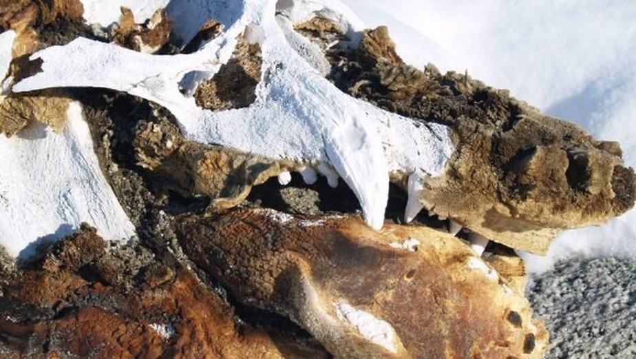Restos de elefantes-marinhos mumificados