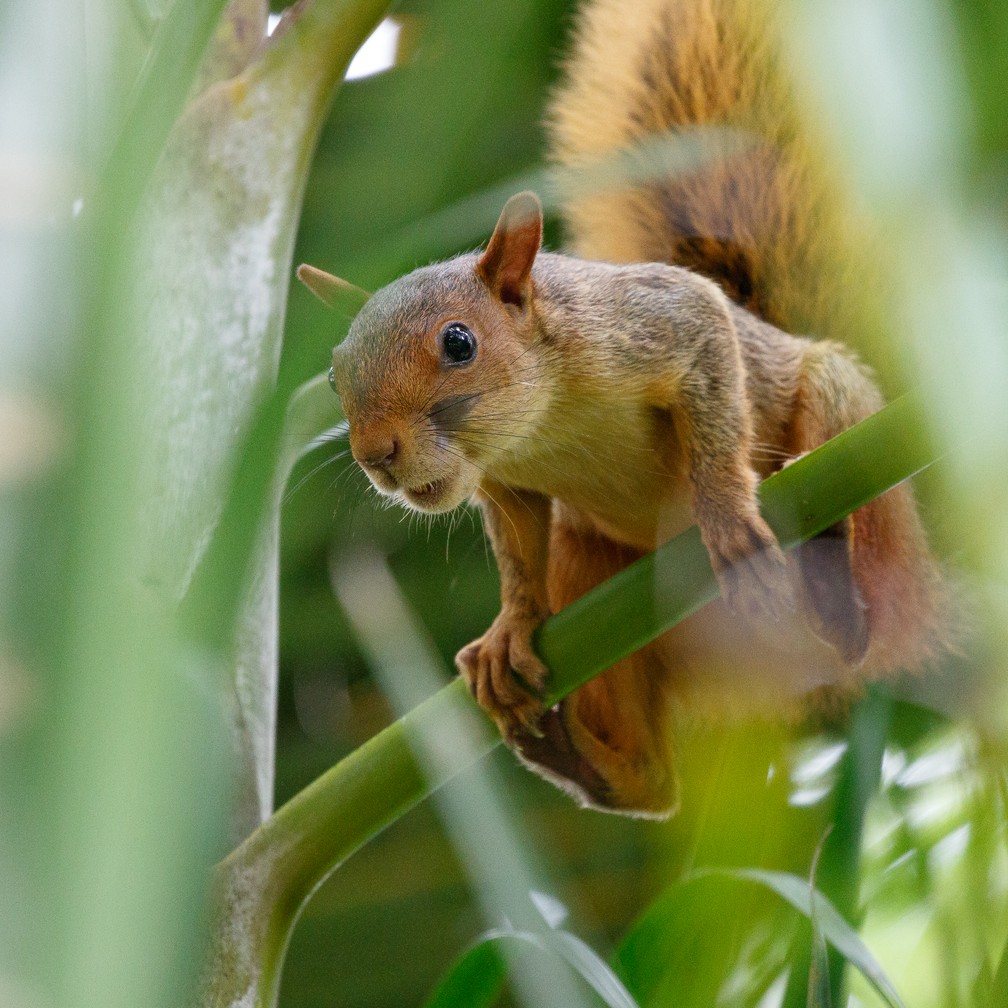Caxinguelê também é conhecido como serelepe (Foto: Jeanne Martins/VC no TG)