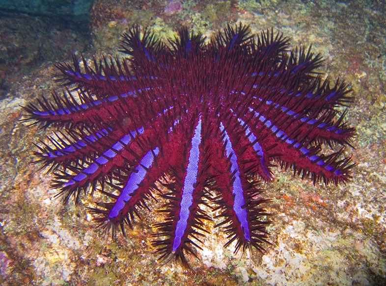 Estrela-do-mar coroa-de-espinhos (Acanthaster planci) (Foto: jon hanson/Wikimedia Commons)
