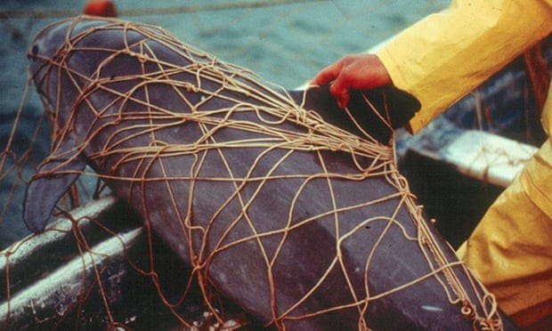 Uma vaquita morta após ser capturada por uma rede de pesca de emalhar  (Foto: University of St Andrews)