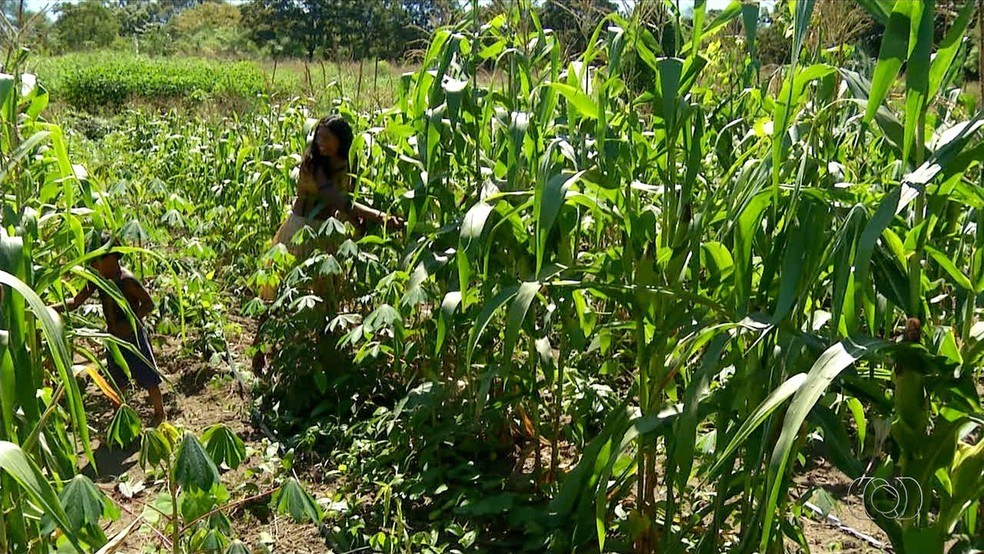Projeto de irrigaÃ§Ã£o mantÃ©m roÃ§a verde em pleca seca (Foto: ReproduÃ§Ã£o/TV Anhanguera)