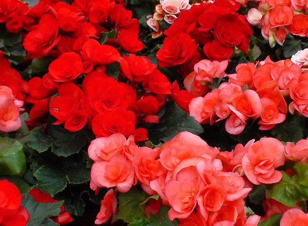 As cores da Begonia elatior variam do branco ao vermelho, com diversas tonalidades de rosa (Foto: Flickr / Creative Commons)
