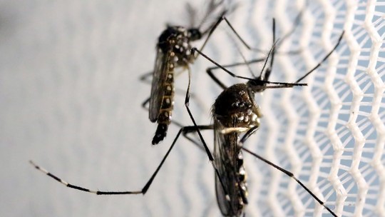 A diferença entre um pernilongo e o mosquito da dengue