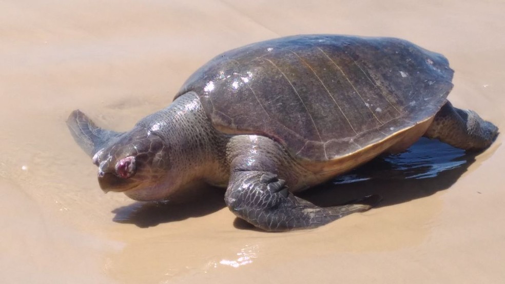 Tartaruga que foi encontrada morta na Praia da Caueira no sÃ¡bado de carnaval (Foto: Vera Nilza)