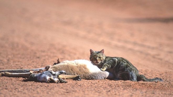 Gatos selvagens são uma ameaça para mais de 100 espécies selvagens na Austrália (Foto: Getty Images)