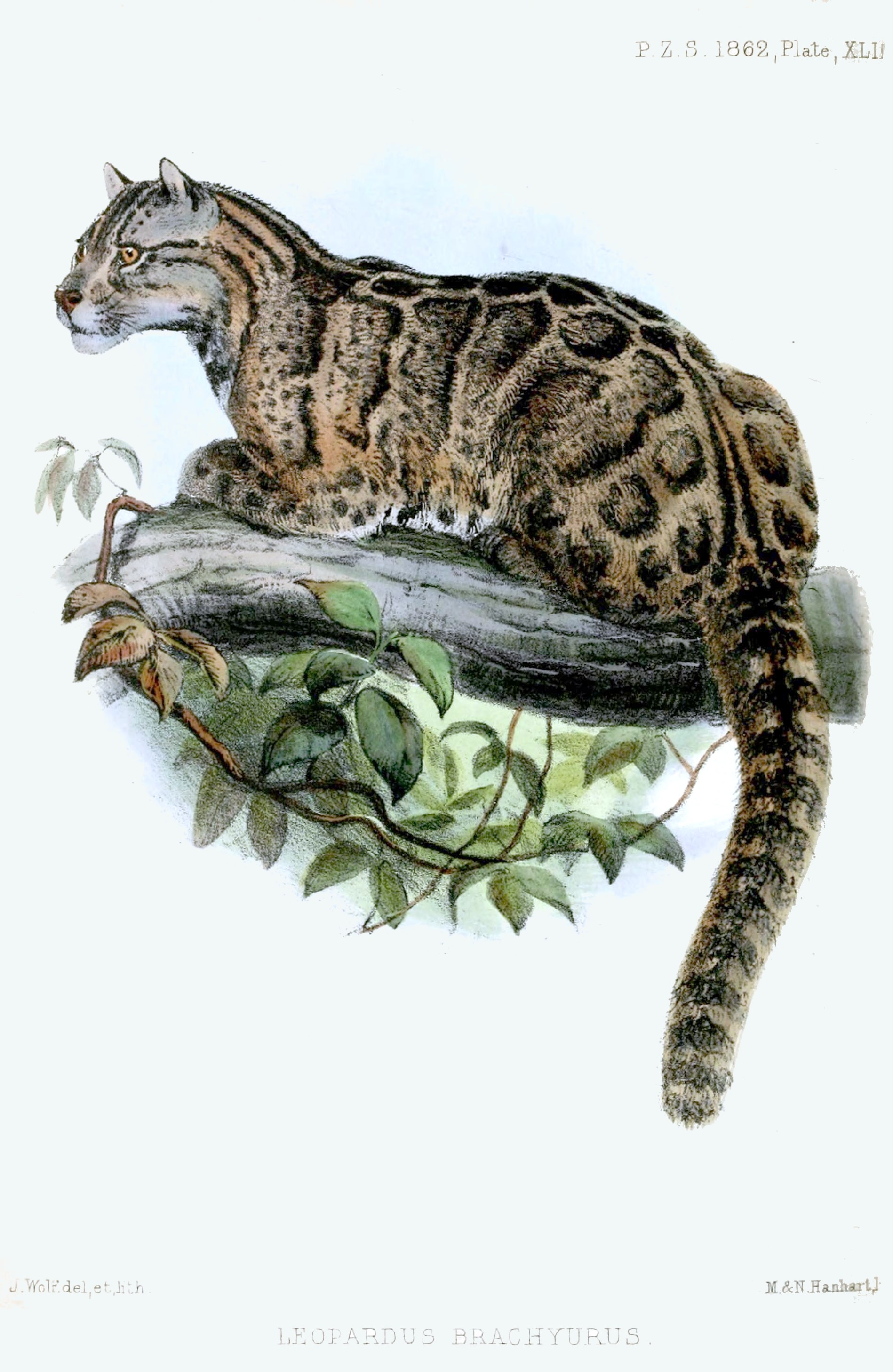 Representação artística do Leopardo Nebuloso de Formosa (Neofelis nebulosa brachyura) (Foto: Joseph Wolf  (1820–1899)/Wikimedia Commons/Public Domain)