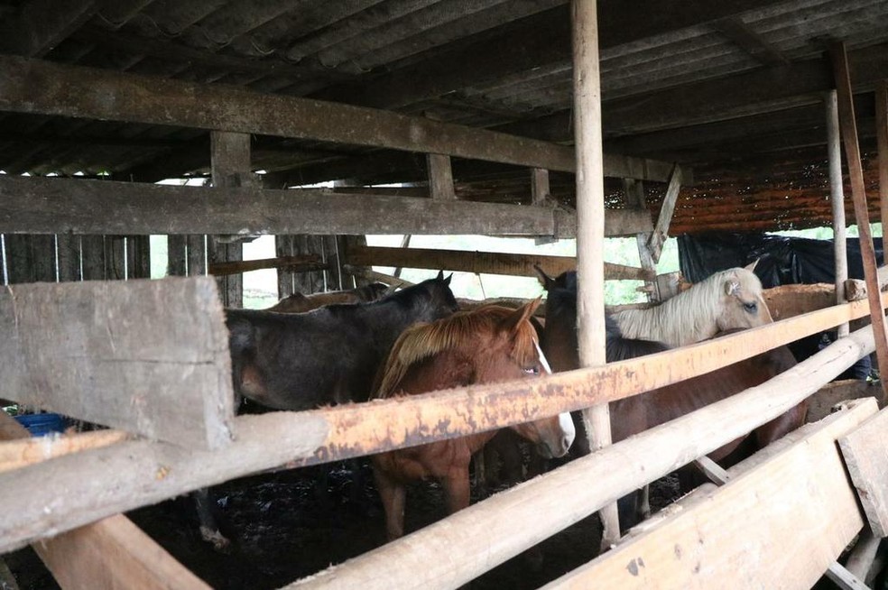 Cavalos encontrados em abatedouro clandestino na Serra do RS — Foto: MP/Divulgação