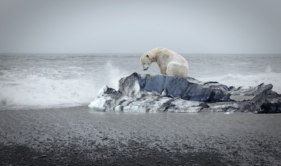 Aquecimento global, urso, ártico