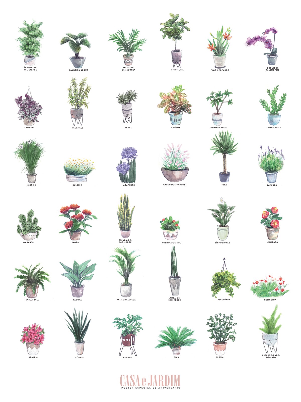 Ilustrações de plantas para emoldurar e planejar um jardim - Casa e Jardim