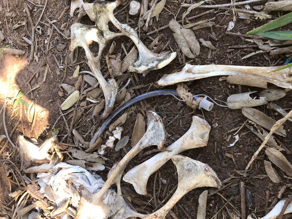 Ossos de animais e materiais hospitalares foram encontrados em terreno de Rio Preto  — Foto: Arquivo pessoal 