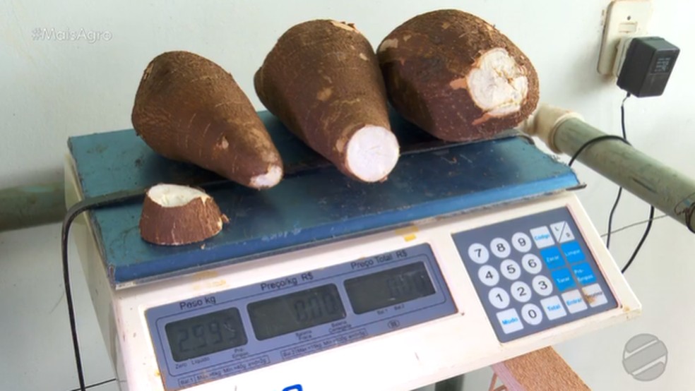 Para comprovar a qualidade e época de colheita da mandioca, elas são cozidas e pesadas. — Foto: TVCA
