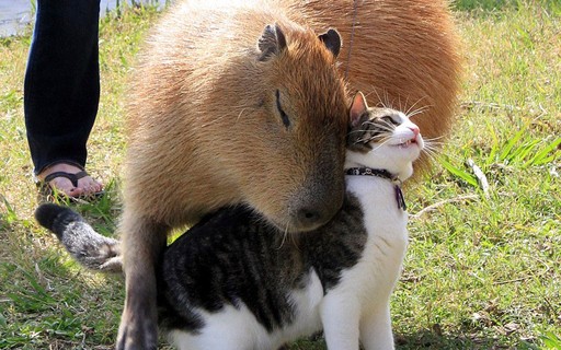 Capivara em um fundo branco animais da américa do sul