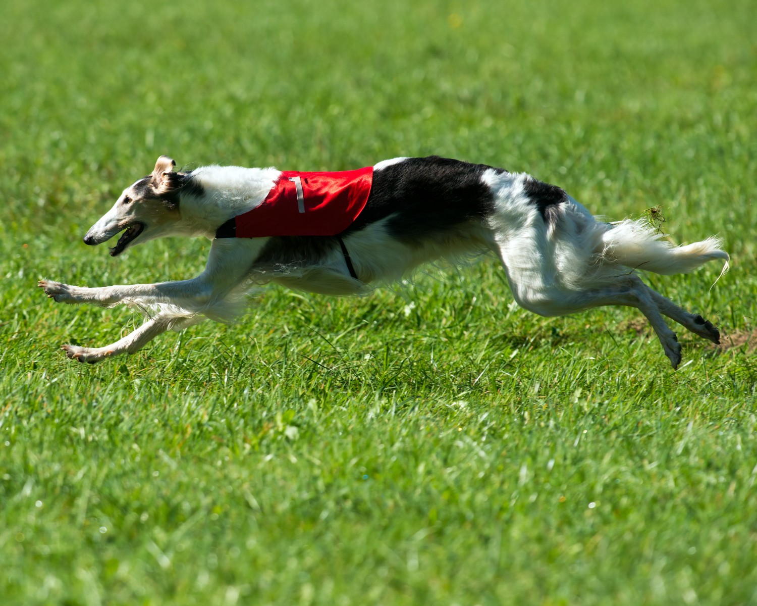 Cães da raça Borzoi são destaque nas competições de corrida (Foto: Canva/Creative Commons)