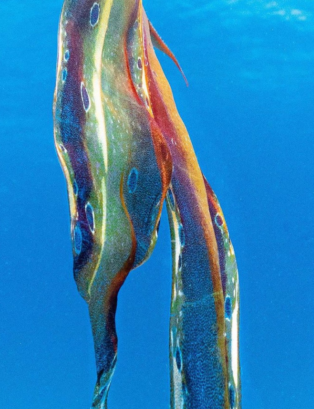 Polvo-véu avistado na Grande Barreira de Corais, na Austrália, pela bióloga marinha Jacinta Shackelton — Foto: Reprodução Instagram/Jacinta Shackelton