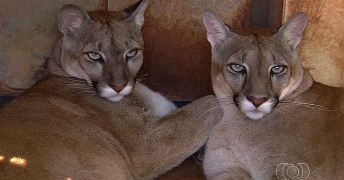 G1 - Animais silvestres são reabilitados pelo IBAMA, em Goiás ...