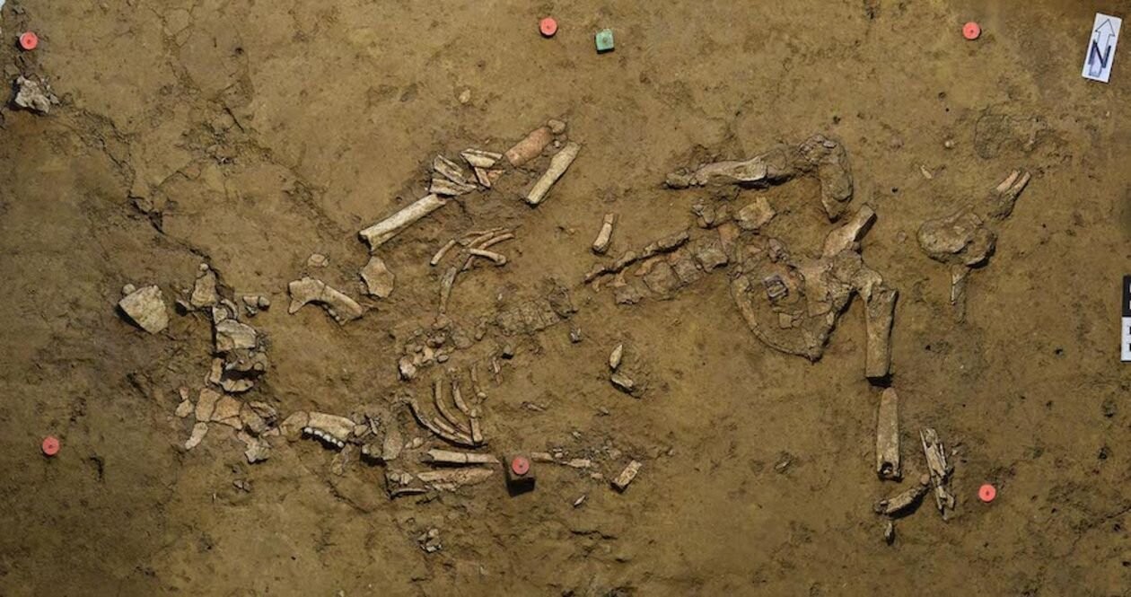 Restos mortais da mulher da Idade do Bronze descobertos na Alemanha  (Foto: Universidade de Tübingen )