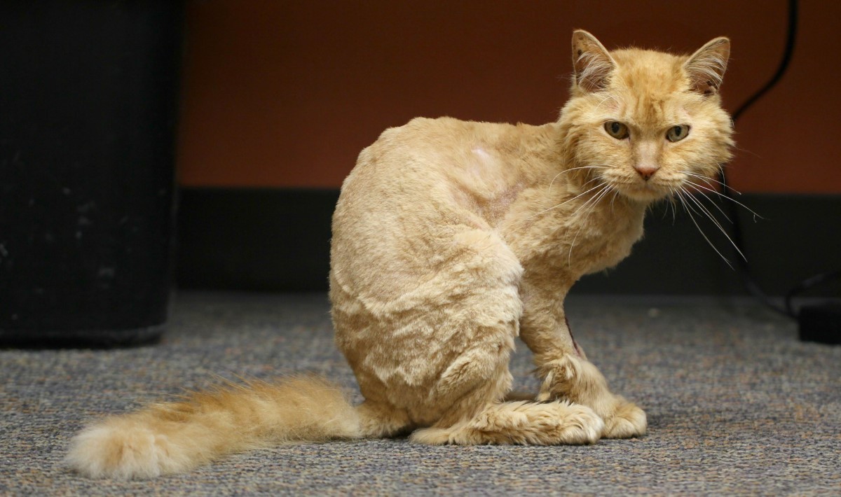Queda do pelame, lambedura intensa, descamação, lesões na cavidade bucal e otites são alguns dos sintomas de problemas de pele nos gatos (Foto: Flickr/ Kerri Lee Smith/ CreativeCommons)