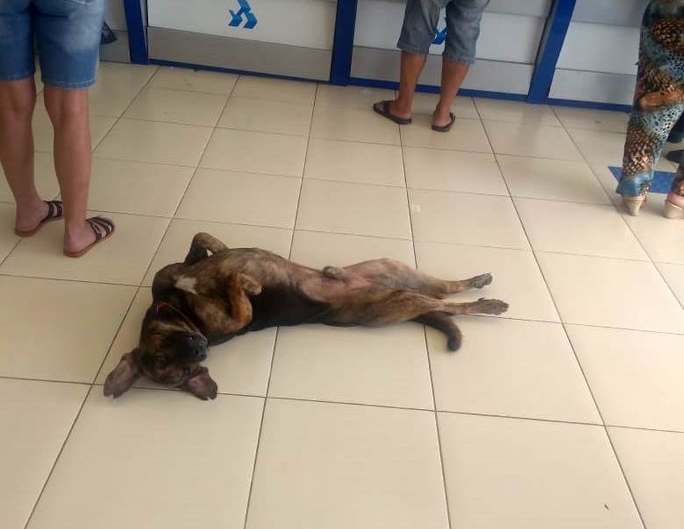 Cão passou a conviver com funcionários e clientes de agência bancária — Foto: Adna Fagundes/Arquivo Pessoal