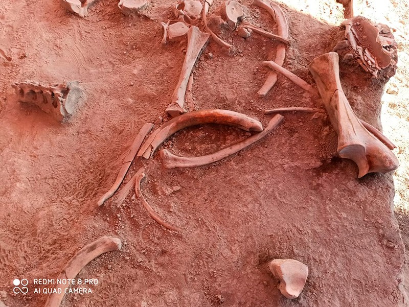Ossos encontrados têm ao menos 11 mil anos (Foto: Instituto Nacional de Antropologia e História do México)
